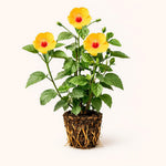 PLANT NOOK Hibiscus Red Yellow Live Plant Starter Plug 2-Pack | Bicolor Tropical Hibiscus Flowers | Full Sun Flowering Shrub for Patio Pots and Garden Beds