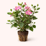PLANT NOOK Seminole Pink Hibiscus Live Plant Starter Plug 2-Pack | Large Pink Tropical Hibiscus Flowers | Full Sun Flowering Shrub for Patio Pots and Outdoor Gardens