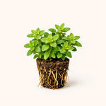 PLANT NOOK Lemon Thyme Live Plant Starter Plug 2-Pack | Thymus citriodorus Citrus Scent Herb | Full Sun Drought Tolerant Culinary Herb | Great for Pots and Borders