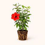 PLANT NOOK Hibiscus President Red Live Plant Starter Plug 2-Pack | Deep Red Tropical Hibiscus Flowers | Full Sun Flowering Shrub for Pots and Outdoor Gardens