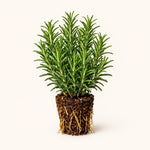 PLANT NOOK Rex Rosemary Live Plant Starter Plug 2-Pack | Large Leaf Rosemary High Oil Culinary Herb | Deep Blue Flowers | Upright Evergreen Full Sun Plant