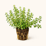 PLANT NOOK English Thyme Live Plant Starter Plug 2-Pack | Classic Culinary Thyme Herb | Fragrant Drought Tolerant Full Sun Plant | Perfect for Pots and Herb Beds