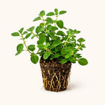 PLANT NOOK Sweet Marjom Live Plant Starter Plug 2-Pack | Mediterranean Culinary Herb | Sweet Mild Flavor | Full Sun Easy Grow Herb for Pots and Garden Beds
