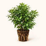 PLANT NOOK Sweet Bay Leaf Tree Live Plant Starter Plug 2-Pack | Bay Laurel Laurus nobilis | Aromatic Cooking Leaves | Container Friendly Evergreen Herb