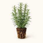 PLANT NOOK Barbeque Rosemary Live Plant Starter Plug 2-Pack | Extra Flavorful Culinary Rosemary | Upright Evergreen Herb Shrub | Great for Grilling Skewers Full Sun