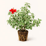 PLANT NOOK Hibiscus Snow Queen Live Plant Starter Plug 2-Pack | Variegated Tropical Hibiscus | Decorative Foliage and Bright Blooms | Full Sun Patio Shrub