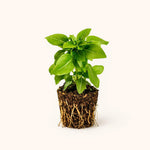 PLANT NOOK Greek Basil Live Plant Starter Plug 2-Pack | Compact Bush Basil | Small Leaves Strong Aroma | Full Sun Culinary Herb for Pots and Kitchen Gardens