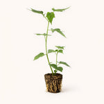 PLANT NOOK Hibiscus moscheutos Lord Baltimore Live Plant Starter Plug 2-Pack | Hardy Hibiscus Rose Mallow | Huge Crimson Red Flowers | Full Sun Perennial