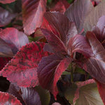 PLANT NOOK Copper Plant (Acalypha wilkesiana) Live Starter Plug | Tropical Color Foliage Shrub for Patio Pots Borders and Landscapes | Full Sun to Part Shade