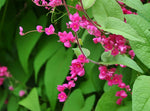 PLANT NOOK Coral Vine Pink (Antigonon leptopus) Live Plant Starter Plug 2-Pack | Fast Growing Flowering Vine with Pink Blooms | Trellis Fence Arbor Climber | Full Sun