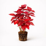 PLANT NOOK Acalypha Louisiana Red Live Starter Plug | Deep Red Copper Foliage Shrub | Tropical Color Plant for Patio Pots Borders and Landscapes | Full Sun