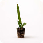 PLANT NOOK Yellow Dragon Fruit (Yellow Pitaya) (Selenicereus megalanthus) Live Plant Starter Plug 2-Pack | Sweet White Flesh Tropical Fruit, Night-Blooming Flowers | Climbing Cactus for Trellis