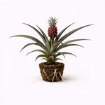 PLANT NOOK Pineapple Juicy Variegated Live Plant Starter Plug 2-Pack | Striped Foliage Tropical Fruit Plant | Compact Patio Container Pineapple | Full Sun