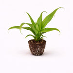 PLANT NOOK Pineapple Elite Gold Live Plant Starter Plug 2-Pack | Sweet Golden Fruit Variety | Compact Tropical Bromeliad | Full Sun Patio Container Plant