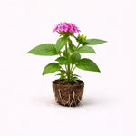 PLANT NOOK Pentas Orchid Illusion Live Plant Starter Plug 2-Pack | Lavender Pink Star Flowers | Compact Bloomer | Full Sun Pollinator Garden Plant