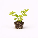 PLANT NOOK Lysimachia Goldilocks Live Plant Starter Plug 2-Pack | Golden Foliage Trailing Groundcover | Bright Yellow Accent Plant for Hanging Baskets, Pots & Borders