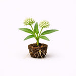 PLANT NOOK White Vining Milkweed Live Plant Starter Plug 2-Pack | White Twinevine Vine Milkweed | Monarch Host Vine for Trellis Fences Pollinator Gardens