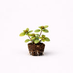 PLANT NOOK Lysimachia Golden Globes Live Plant Starter Plug 2-Pack | Bright Yellow Flowers & Trailing Green Foliage | Groundcover Plant for Pots, Hanging Baskets & Rock Gardens