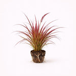 PLANT NOOK Fireworks Fountain Grass PP#18504 Live Plant Starter Plug 2-Pack | Pink Burgundy Variegated Foliage | Bold Ornamental Grass for Pots & Sunny Landscapes