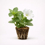 PLANT NOOK Ruellia Katies Dwarf White Live Plant Starter Plug 2-Pack | Clean White Mexican Petunia Blooms | Heat Tolerant Groundcover for Full Sun Pots Borders