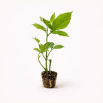 PLANT NOOK Purple Possum Passion Fruit Live Plant Starter Plug 2-Pack | Passiflora edulis Vine | Edible Purple Passionfruit for Trellis, Fence & Full Sun Gardens