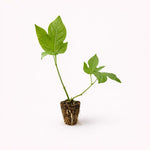 PLANT NOOK Maypop Passionflower Live Plant Starter Plug 2-Pack | Passiflora incarnata Hardy Vine | Purple White Blooms with Edible Fruit for Trellis & Full Sun Gardens