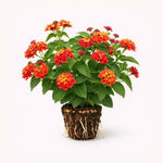 PLANT NOOK Lantana Red Spread Live Plant Starter Plug 2-Pack | Orange Blooms That Deepen to Rich Red | Spreading Full Sun Plant for Groundcover, Pots & Borders