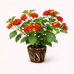 PLANT NOOK Lantana Radiation Live Plant Starter Plug 2-Pack | Orange-Red Blooms with Yellow Accents | Heat-Tolerant Full Sun Pollinator Plant for Pots & Borders