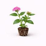 PLANT NOOK Pentas Pink Profusion Live Plant Starter Plug 2-Pack | Bright Pink Star Flowers | Long Bloom Season | Full Sun Pollinator Container Plant