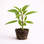 PLANT NOOK Mexican Sage Salvia Live Plant Starter Plug 2-Pack | Velvety Purple and White Flower Spikes | Drought Tolerant Pollinator Plant for Full Sun Borders