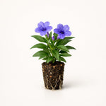 PLANT NOOK Ruellia Katie's Dwarf Blue Live Plant Starter Plug 2-Pack | Violet Blue Mexican Petunia Blooms | Heat Tolerant Groundcover for Full Sun Pots Borders