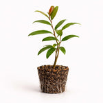 PLANT NOOK Salavatski Pomegranate Tree Live Plant Starter Plug 2-Pack | Cold Hardy Pomegranate Variety | Large Fruit with Deep Red Arils | Full Sun Fruit Tree