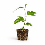 PLANT NOOK Purple Passion Fruit Bounty Live Plant Starter Plug 2-Pack | Passiflora edulis Fruiting Vine | Sweet Tangy Purple Fruit for Trellis & Full Sun Gardens