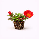 PLANT NOOK Portulaca Deep Pink Live Plant Starter Plug 2-Pack | Deep Pink Moss Rose Flowers | Sun Loving Heat Tolerant Groundcover for Pots Borders Rock Gardens