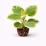PLANT NOOK Plectranthus Lemon Twist Live Plant Starter Plug 2-Pack | Variegated Trailing Foliage | Citrus Scent | Hanging Basket Patio Container Plant
