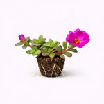 PLANT NOOK Portulaca Puerto Rican Hot Pink Live Plant Starter Plug 2-Pack | Neon Hot Pink Moss Rose Flowers | Heat & Drought Tolerant Groundcover for Full Sun Pots Borders