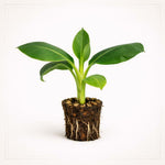 PLANT NOOK Double Mahoi Banana Live Plant Starter Plug 2-Pack | Unique Fruiting Banana Known for Double Bunches | Compact Tropical Banana for Patio Containers | Full Sun