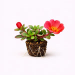 PLANT NOOK Portulaca Fuchsia Live Plant Starter Plug 2-Pack | Fuchsia Moss Rose Flowers | Heat Tolerant Full Sun Groundcover for Pots Borders Rock Gardens