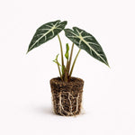 PLANT NOOK Alocasia Amazonia Live Plant Starter Plug | African Mask Plant Indoor Elephant Ear | Bold Veined Tropical Houseplant | Bright Indirect Light