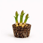 PLANT NOOK Shampoo Ginger Roots Live Starter 2-Pack | Zingiber zerumbet Awapuhi Pinecone Ginger | Tropical Plant with Natural Shampoo Flower Gel | Zones 911