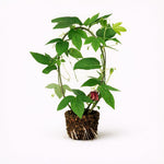 PLANT NOOK Passiflora Lady Margaret Live Plant Starter Plug 2-Pack | Deep Red Passionflower Vine | Fast Climbing Trellis Plant for Full Sun Gardens