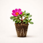 PLANT NOOK Portulaca Samba Pink Live Plant Starter Plug 2-Pack | Hot Pink Moss Rose Flowers | Drought Tolerant Full Sun Groundcover for Pots Borders