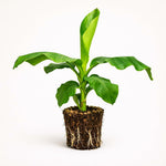 PLANT NOOK NAM Wah Banana Live Plant Starter Plug 2-Pack | Sweet Thai Fruiting Banana for Patio Containers & Home Orchard | Full Sun Tropical Plant