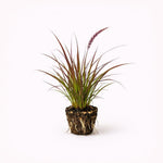 PLANT NOOK Red Fountain Grass Live Plant Starter Plug 2-Pack | Burgundy Purple Foliage with Soft Plumes | Heat-Tolerant Ornamental Grass for Pots & Sunny Landscapes