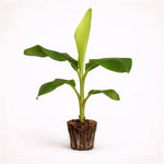 PLANT NOOK Mona Lisa Banana Live Plant Starter Plug 2-Pack | FHIA-2 Hybrid Banana with Sweet Mild Fruit | Disease Resistant Home Orchard Banana | Full Sun Tropical Plant