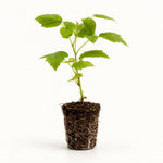 PLANT NOOK Natahalla Thornless Raspberry Live Plant Starter Plug 2-Pack | Late-Season Red Berries | Home Garden Berry Plant for Full Sun Fruit Growing