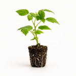 PLANT NOOK Caroline Everbearing Raspberry Live Plant Starter Plug 2-Pack | Large Sweet Red Berries | Primocane Fruiting Berry Plant for Home Gardens