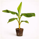 PLANT NOOK Sweetheart Banana Live Plant Starter Plug 2-Pack | FHIA-3 Hybrid Banana Great for Cooking Green | Wind Resistant Disease Resistant Variety | Full Sun Tropical Plant