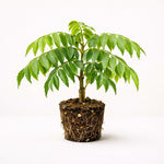 PLANT NOOK Curry Leaf Plant Live Starter Plant 2-Pack | Murraya koenigii Culinary Herb Plant | Fresh Aromatic Leaves | Patio Herb Garden Plant