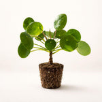 PLANT NOOK Chinese Money Plant Live Starter Plant | Pilea peperomioides Houseplant | Round Coin Leaves | Easy Indoor Plant for Home Office